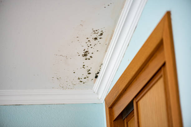 Best Affordable Mold Removal  in Dade City, FL