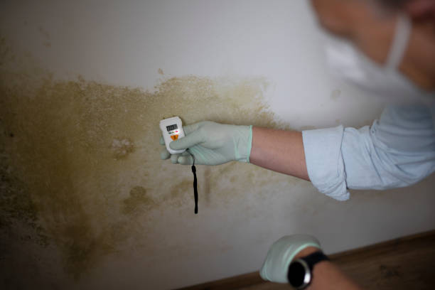 Best Best Mold Removal Companies  in Dade City, FL