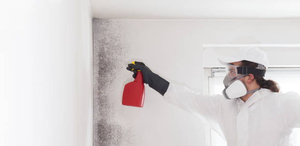 Best Professional Mold Removal  in Dade City, FL