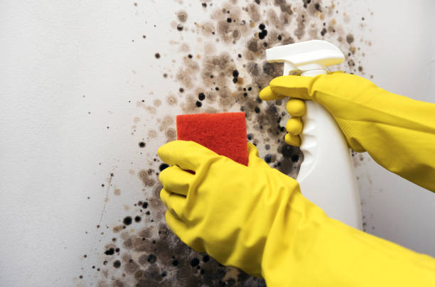 Best Mold Removal Company Near Me  in Dade City, FL