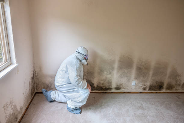 Best Fast Mold Removal  in Dade City, FL