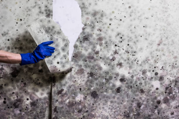 Best Office Mold Removal Services  in Dade City, FL