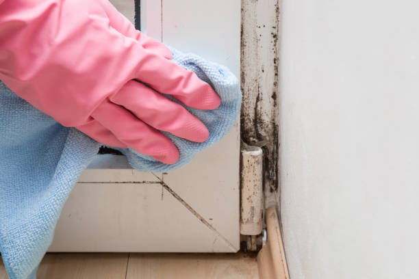 Professional Mold Removal in Dade City, FL