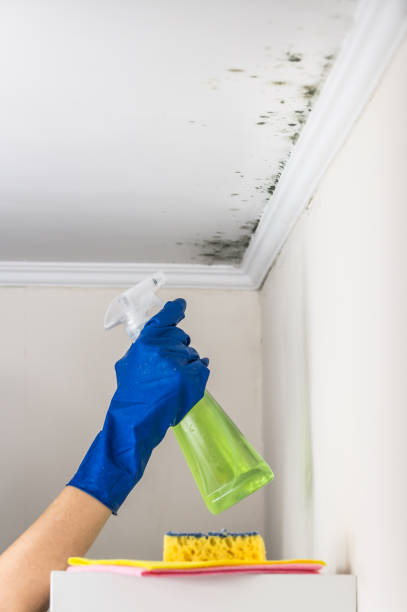 Best Mold Remediation  in Dade City, FL